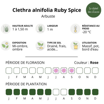 Clethra alnifolia Ruby Spice Clethra alnifolia Ruby Spice