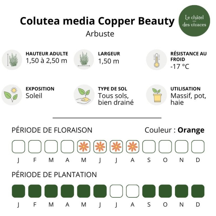 Colutea media Copper Beauty