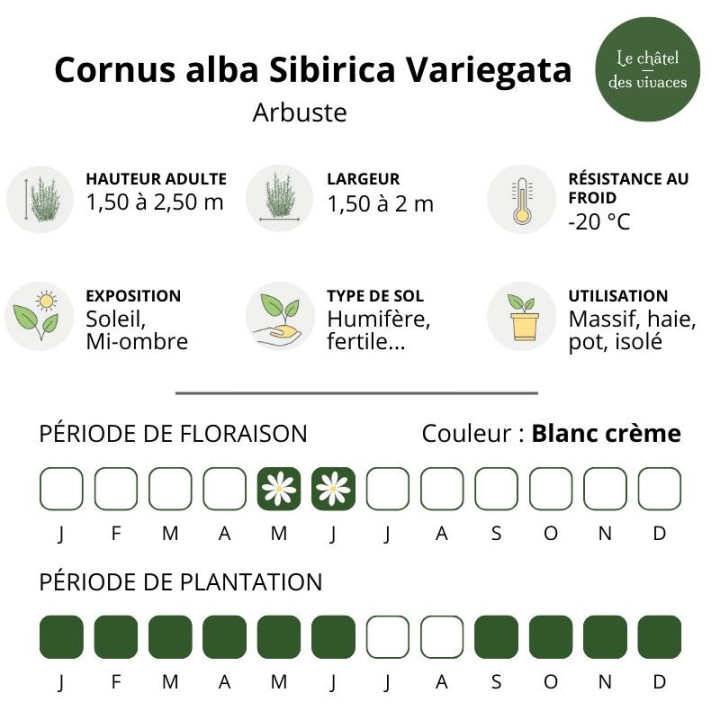 Cornus alba Sibirica Variegata