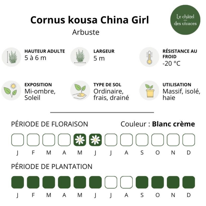 Cornus kousa China Girl