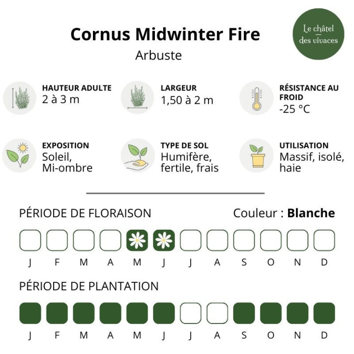Cornus sanguinea Midwinter Fire