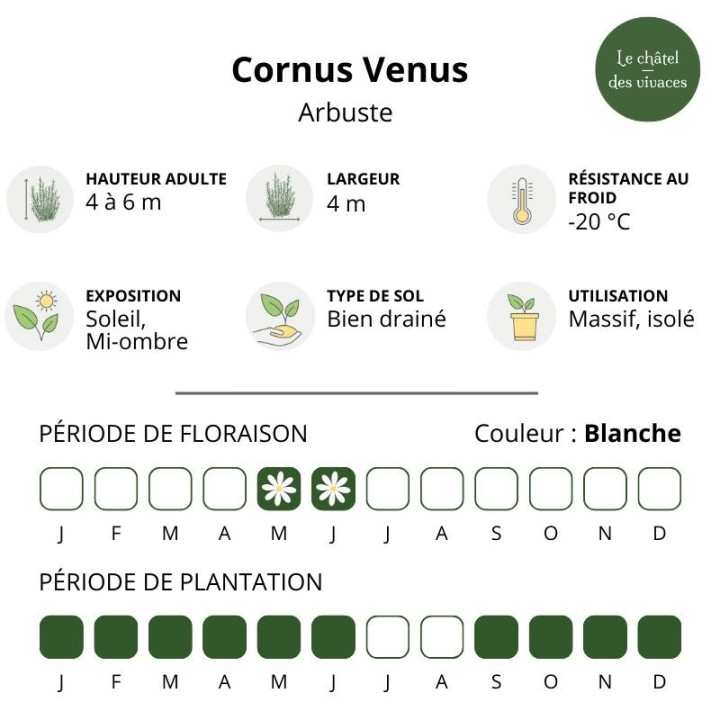 Cornus Venus