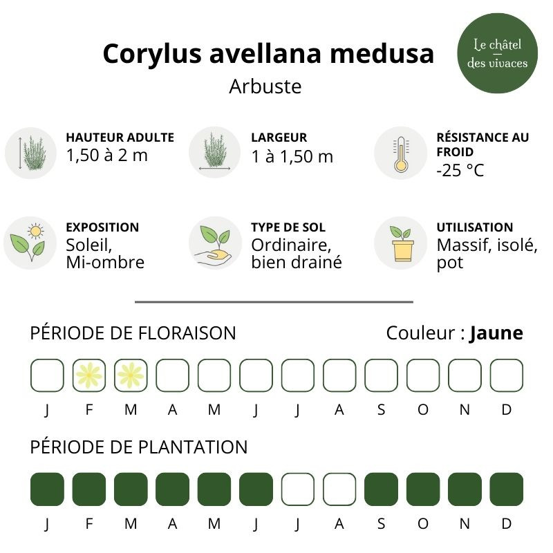 Corylus avellana medusa
