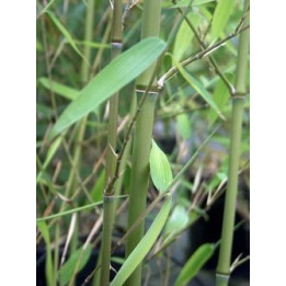 Bambou Phyllostachys nuda