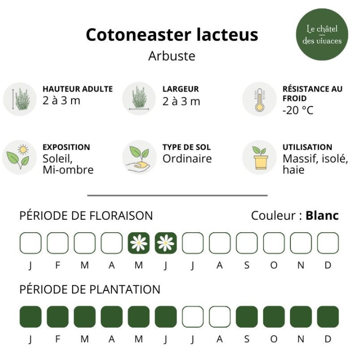 Cotoneaster lacteus
