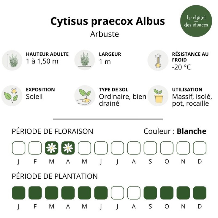 Cytisus praecox Albus