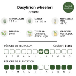 Dasylirion wheeleri