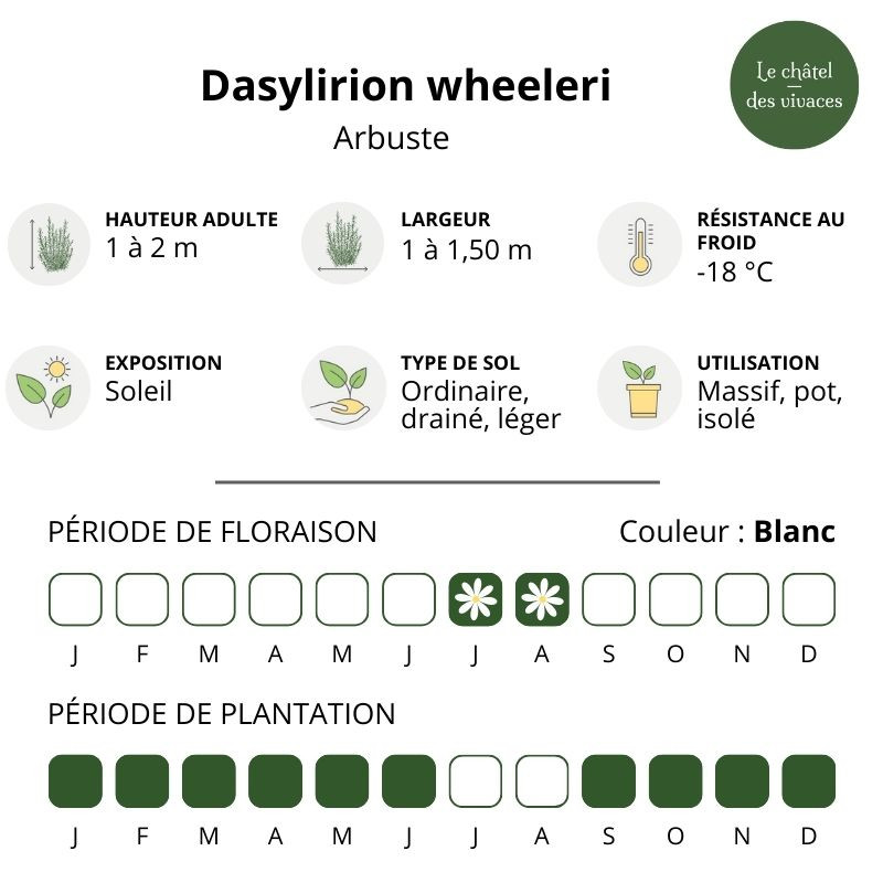 Dasylirion wheeleri Dasylirion wheeleri