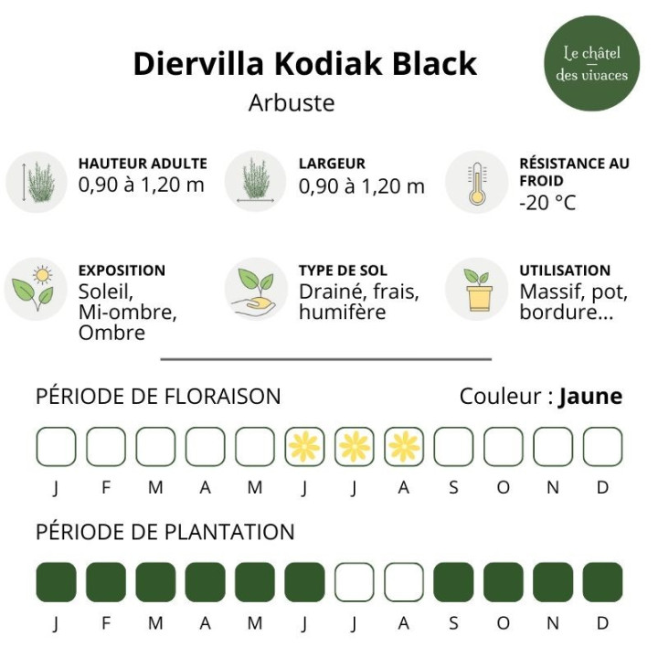 Diervilla Kodiak Black
