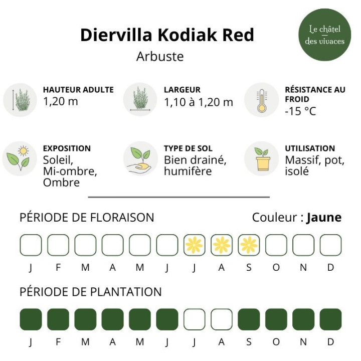 Diervilla Kodiak Red