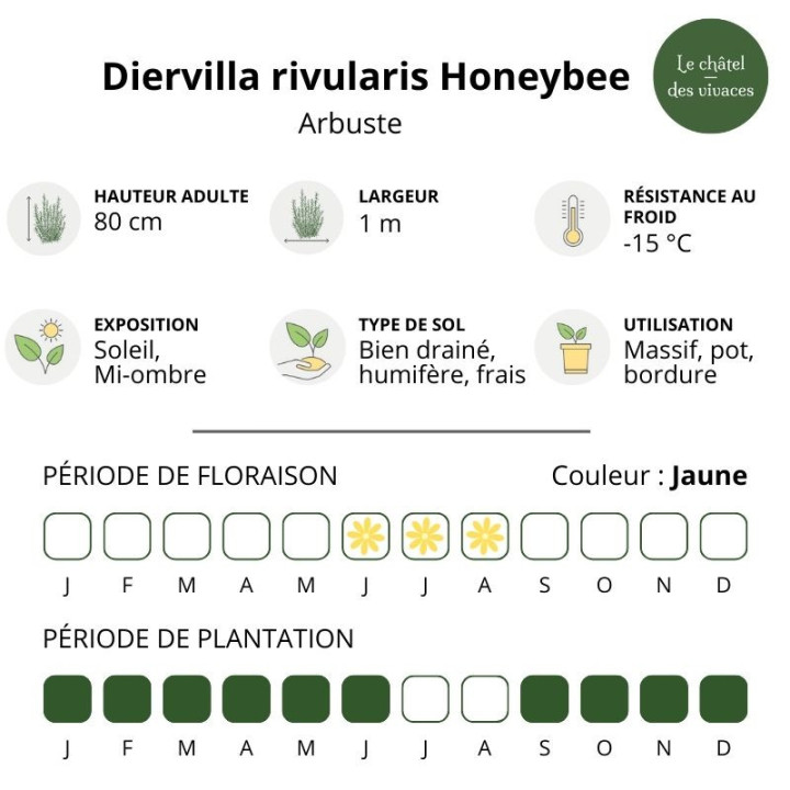 Diervilla rivularis Honeybee