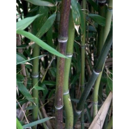 Bambou - Phyllostachys nuda Localis