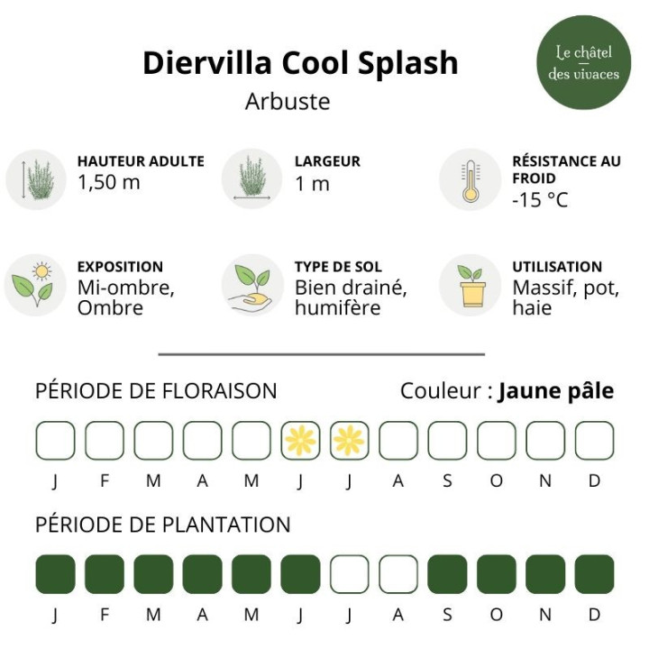 Diervilla sessilifolia Cool Splash