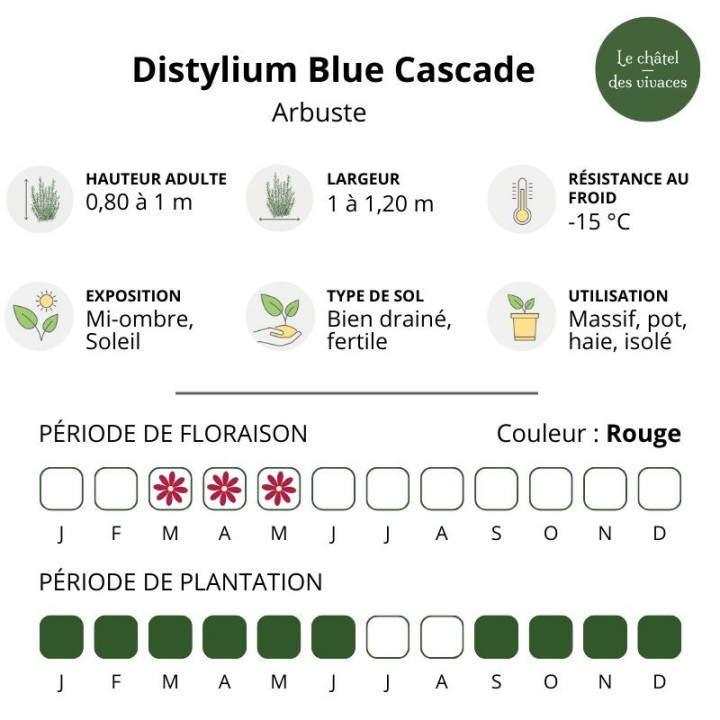 Distylium myricoides Blue Cascade