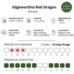 Edgeworthia chrysantha Red Dragon