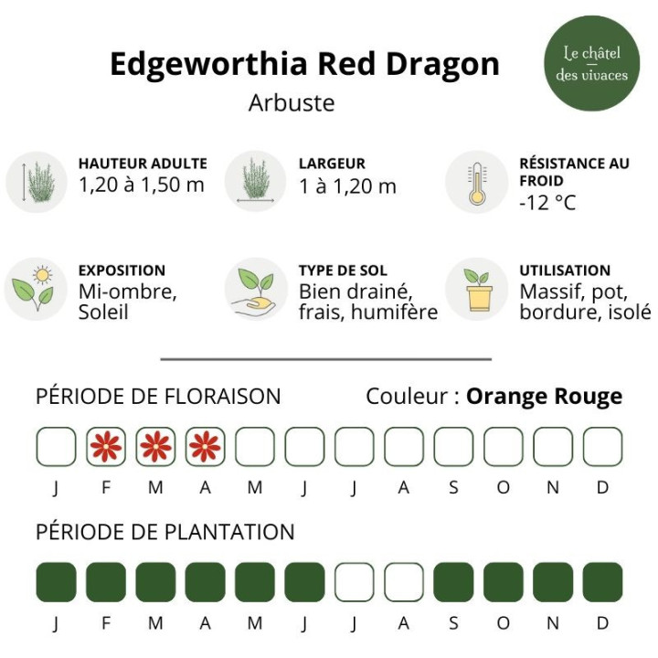 Edgeworthia chrysantha Red Dragon