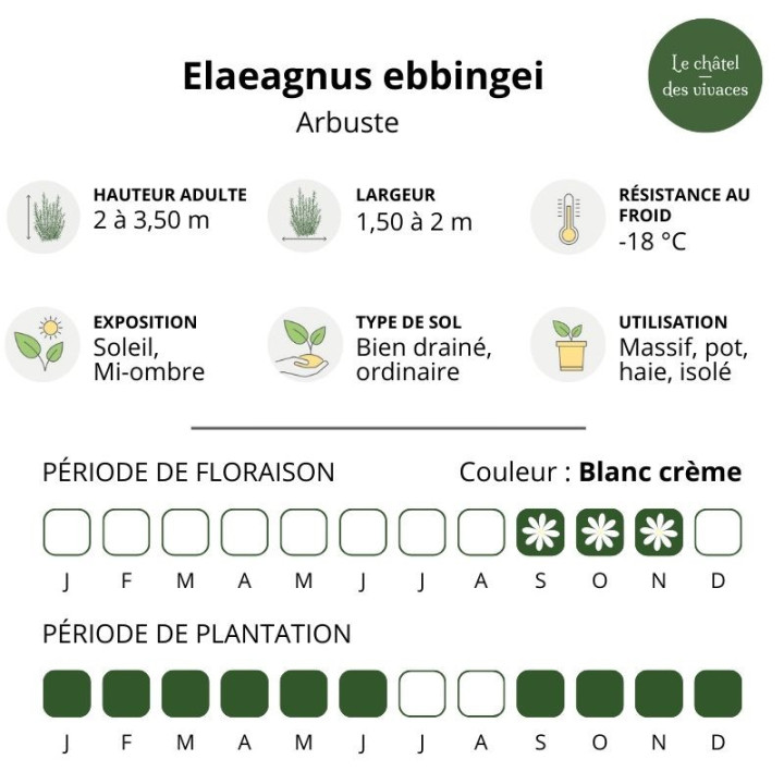 Elaeagnus ebbingei Viveleg
