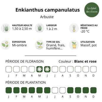 Enkianthus campanulatus Enkianthus campanulatus