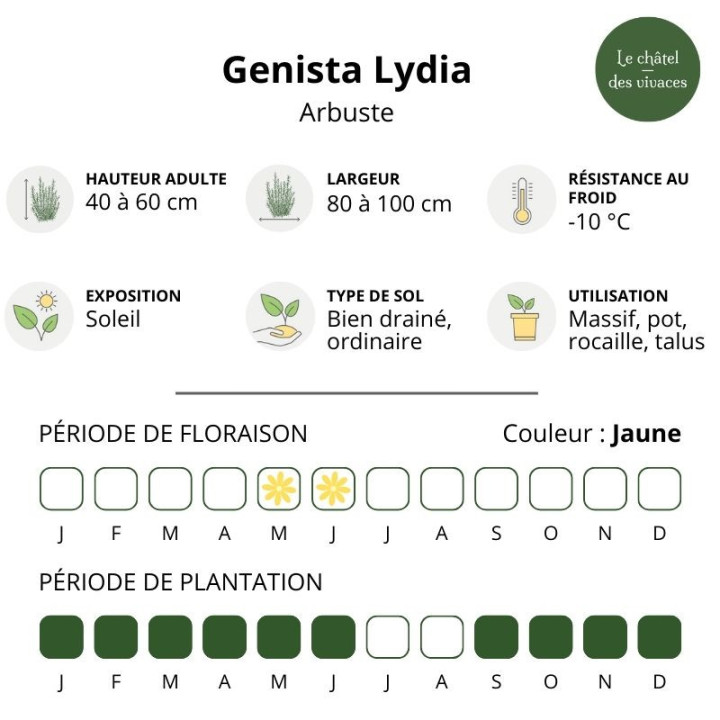 Genista Lydia