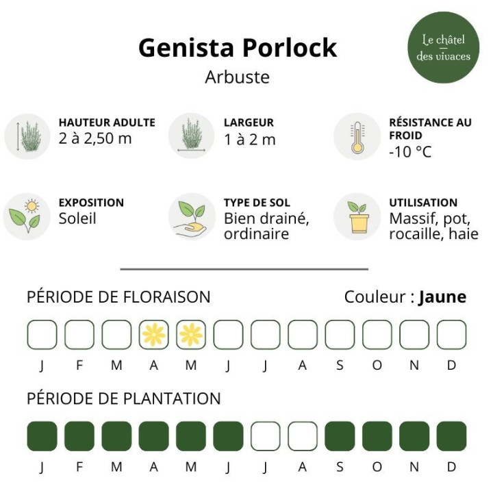 Genista Porlock