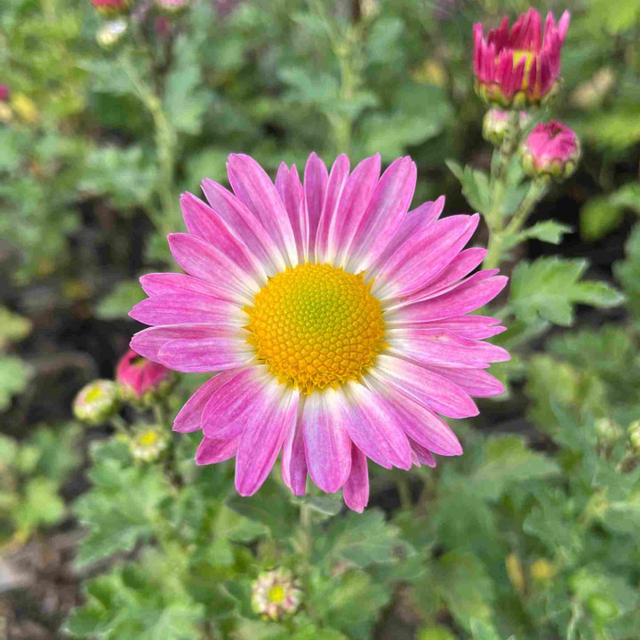 Chrysanthemum hortorum Poesie Rose