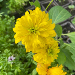 Rudbeckia laciniata Goldquelle