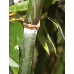 Bambou Phyllostachys viridis