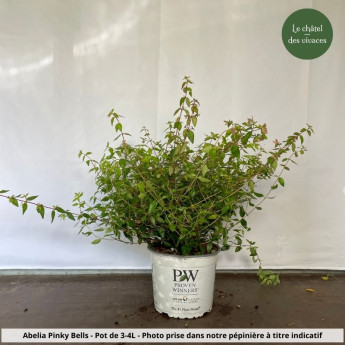 Abelia Pinky Bells