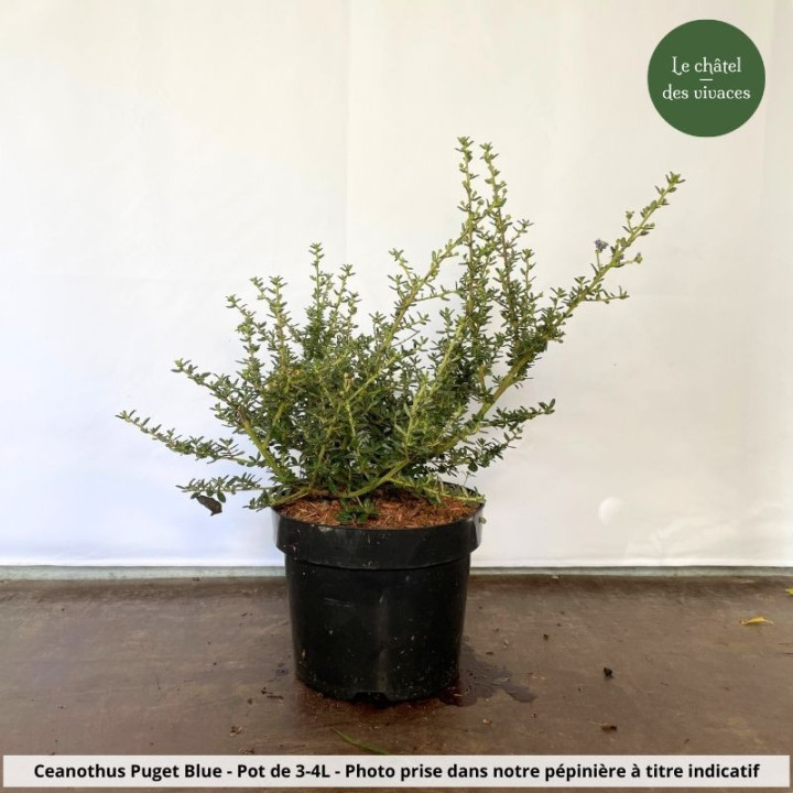 Ceanothus impressus Puget Blue