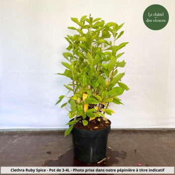 Clethra alnifolia Ruby Spice Clethra alnifolia Ruby Spice