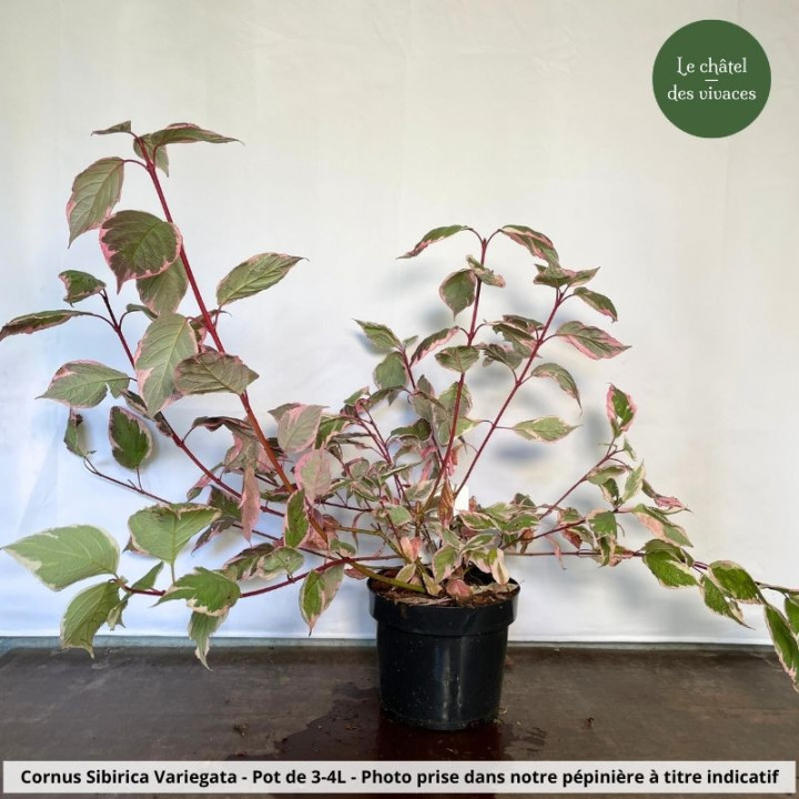 Cornus alba Sibirica Variegata