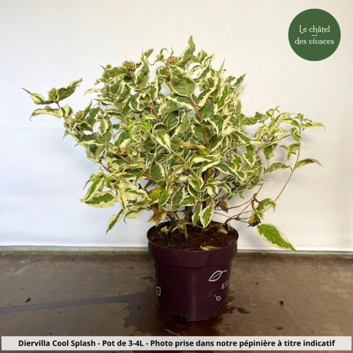 Diervilla sessilifolia Cool Splash