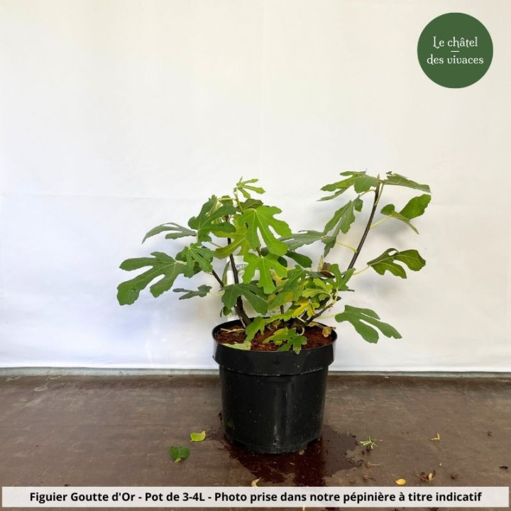 Figuier Goutte d'Or
