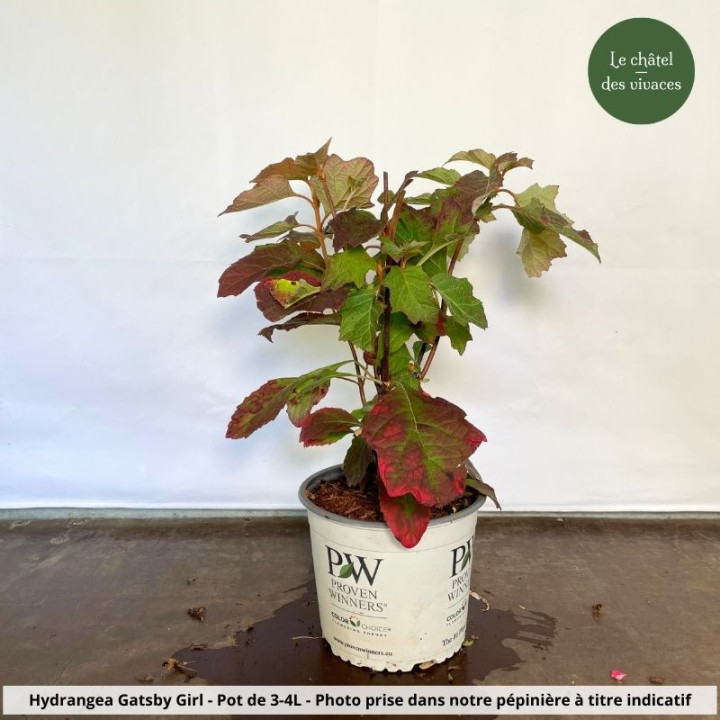 Hydrangea quercifolia Gatsby Girl