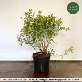 Hypericum kalmianum Gemo Hypericum kalmianum Gemo