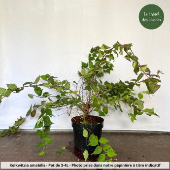 Kolkwitzia amabilis Kolkwitzia amabilis