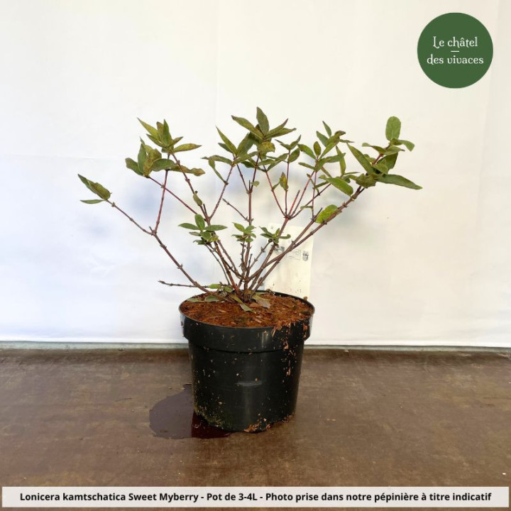 Lonicera kamtschatica Sweet Myberry