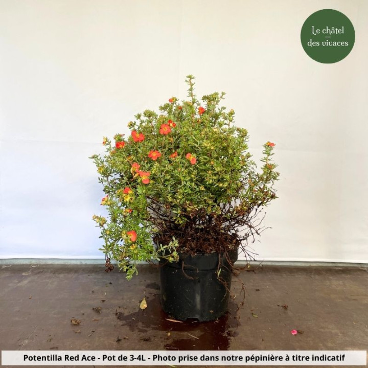 Potentilla fruticosa Red Ace