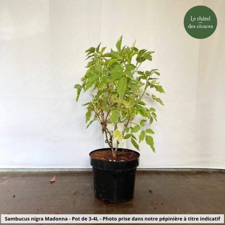 Sambucus nigra Madonna
