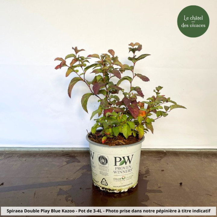 Spiraea japonica Double Play Blue Kazoo