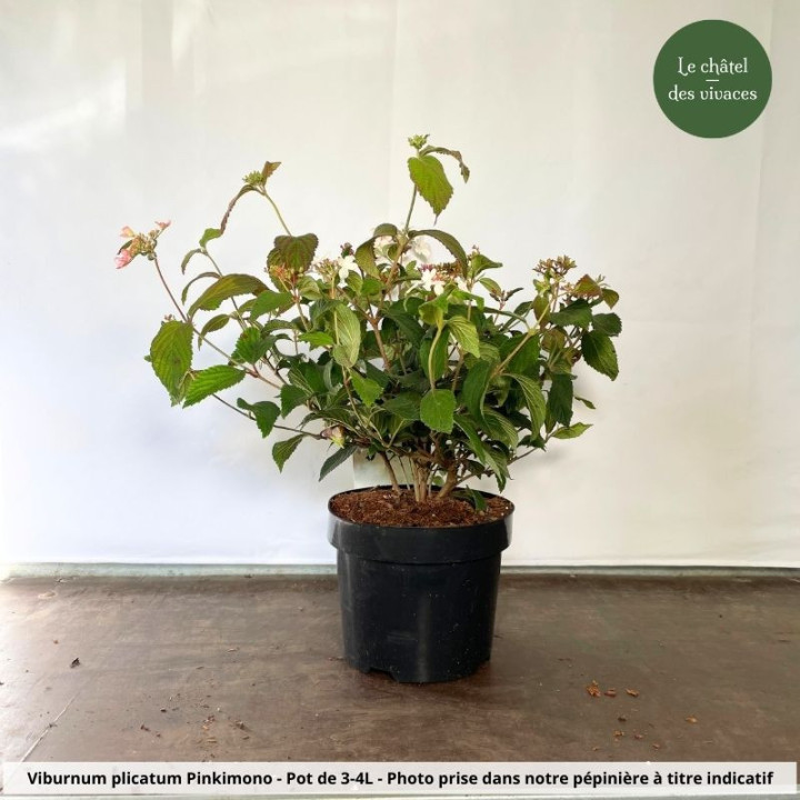 Viburnum plicatum Pinkimono