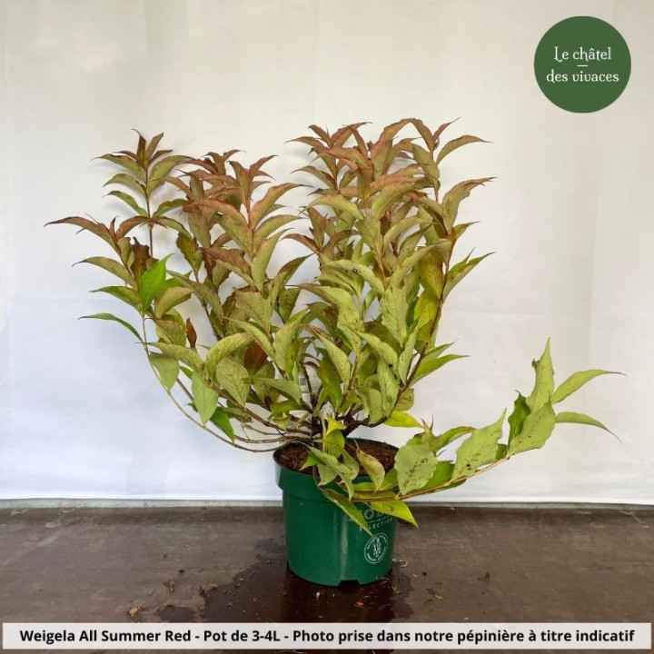 Weigela All Summer Red