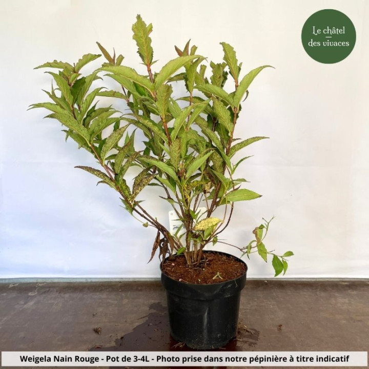 Weigela Nain Rouge