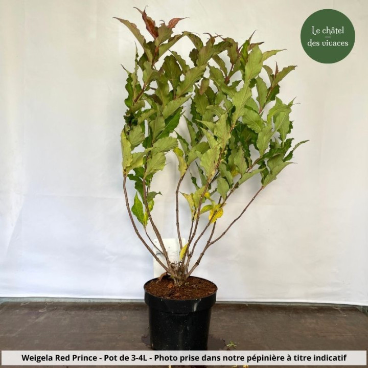 Weigela Red Prince