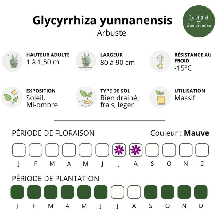 Glycyrrhiza yunnanensis