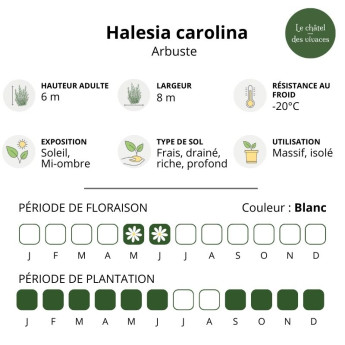 Halesia carolina