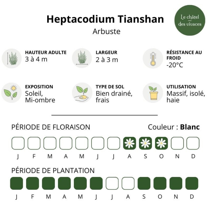 Heptacodium miconioides Tianshan