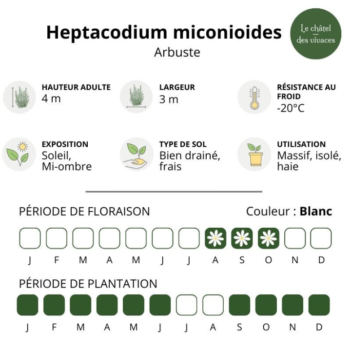 Heptacodium miconioides