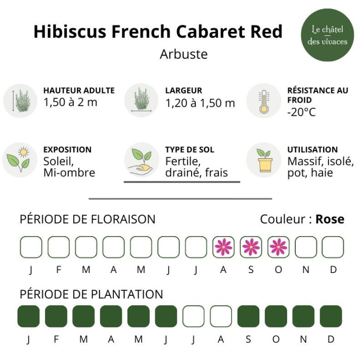 Hibiscus syriacus French Cabaret Red