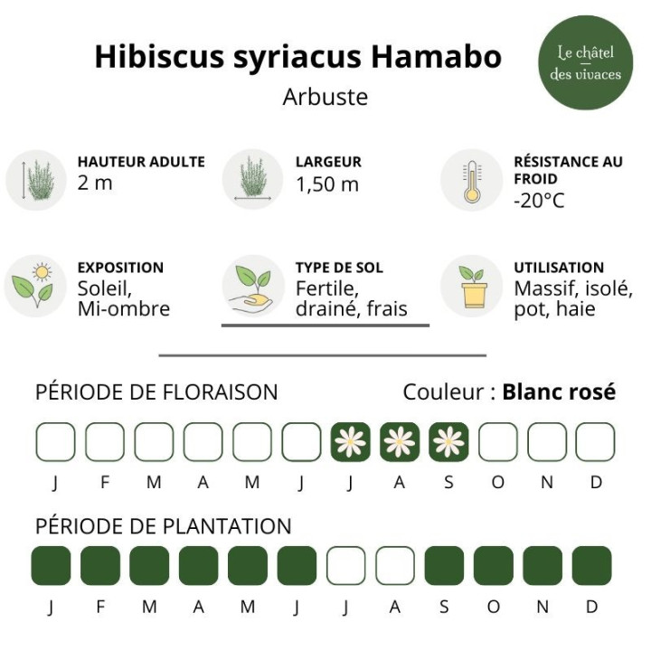 Hibiscus syriacus Hamabo
